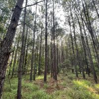 Mathews AL Homesite with Beautiful Mature Trees images 3