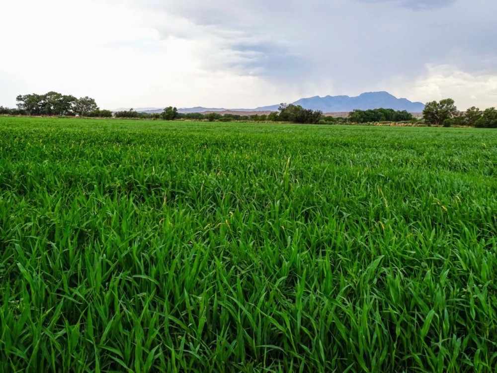 Las Nutrias Farm featured image