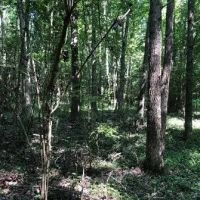 135.17 Acres in Holmes County in Goodman MS images 5