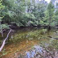 66 Acres in Jefferson Davis in Oak Vale MS
