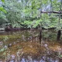 66 Acres in Jefferson Davis in Oak Vale MS images 2