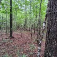 66 Acres in Jefferson Davis in Oak Vale MS images 3