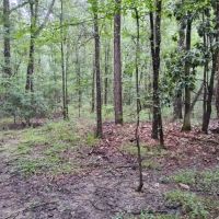 66 Acres in Jefferson Davis in Oak Vale MS images 4