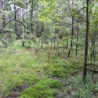66 Acres in Jefferson Davis in Oak Vale MS images 5