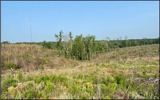 94.8 Acres in Carroll County in Carrollton MS featured image