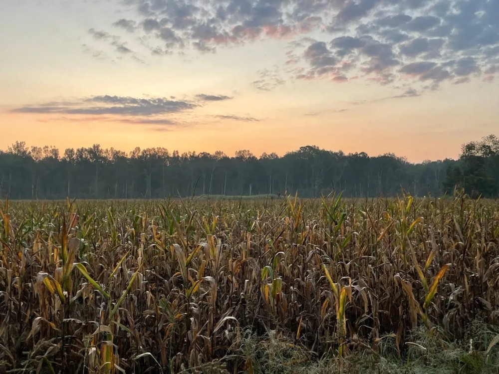 Little Coon Creek Duck Hunting Property featured image