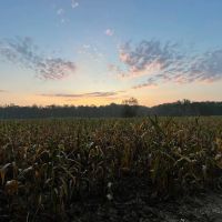 Little Coon Creek Duck Hunting Property images 4