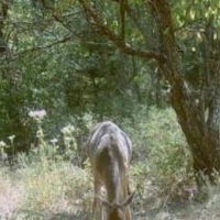 Hunting Pasture Land images 5