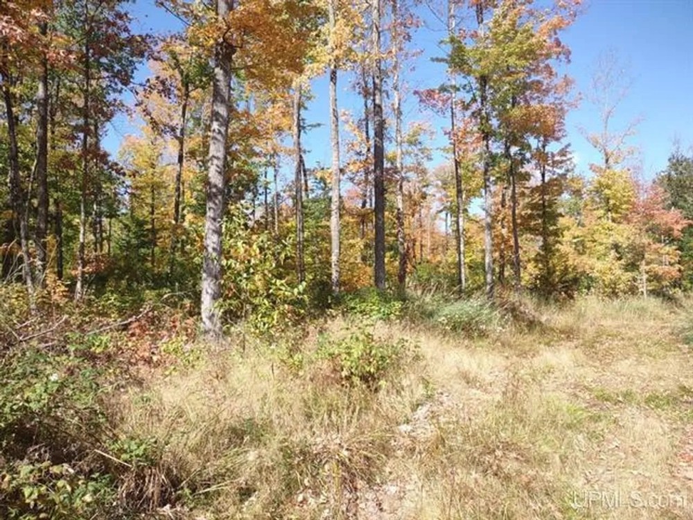 Michigan Wooded 40 - Acres 50123565 featured image