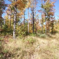 Michigan Wooded 40 - Acres 50123565