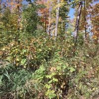 Michigan Wooded 40 - Acres 50123565 images 2