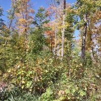 Michigan Wooded 40 - Acres 50123565 images 3