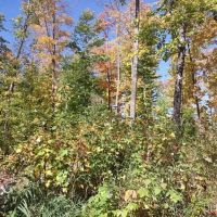 Michigan Wooded 40 - Acres 50123565 images 4