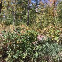 Michigan Wooded 40 - Acres 50123565 images 5