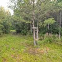 156 Acres for Sale Hunting Land in Pearl River County MS images 3