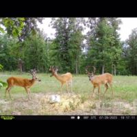 2 Homes 3 Bed 2 Bath and 2 Bed 2 Bath 50 Acres Shop Ponds images 3