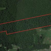 40 - Acres of Timber Land For Sale in Sampson County NC