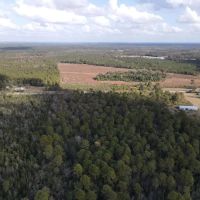 40 - Acres of Timber Land For Sale in Sampson County NC images 4