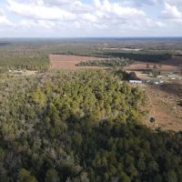 40 - Acres of Timber Land For Sale in Sampson County NC images 5