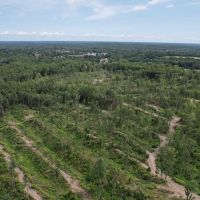 126 Acres On Dugger Lake images 5