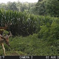 88 - ACRES Marshall County Hunting land Tillable Land for Sale images 2