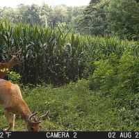 88 - ACRES Marshall County Hunting land Tillable Land for Sale images 3