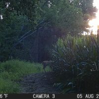 88 - ACRES Marshall County Hunting land Tillable Land for Sale images 4