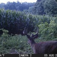 88 - ACRES Marshall County Hunting land Tillable Land for Sale images 5