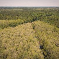 Flatwoods Tract B images 3