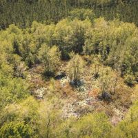 Flatwoods Tract B images 4