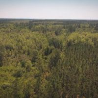 Flatwoods Tract B images 5