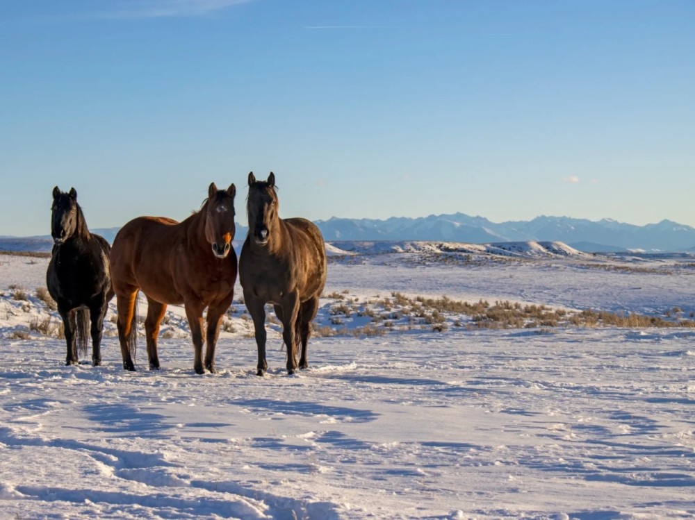 Elk Creek Ranch featured image