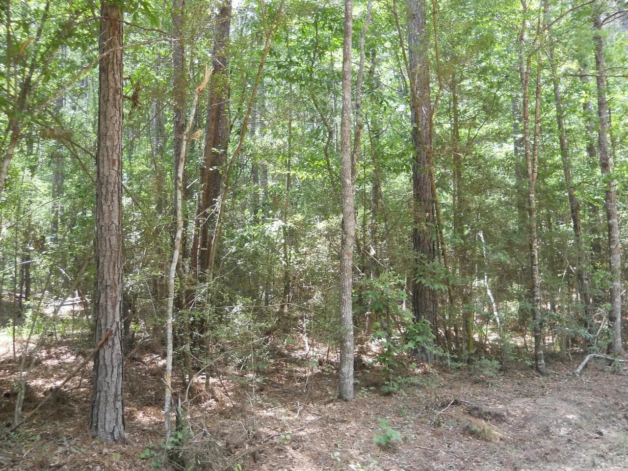 43.14 Acres in McCall Creek with camp Hunting Land for Sale