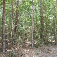 43.14 - Acres in McCall Creek with camp images 5