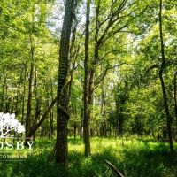 99 Road Tract East images 3