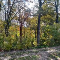 Wooded Building Lot in Jefferson County IA images 5