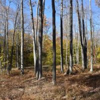 Prospect Hill images 3