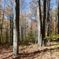 Prospect Hill images 4