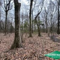 32 ac - Hardwood Hunting Tract images 4