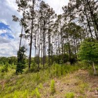 10 Acres T-14A Hickman Rd. images 4