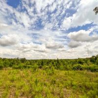 10 Acres T-14A Hickman Rd. images 5