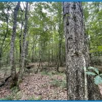 20 Acres in Copiah County in Hazlehurst MS images 3