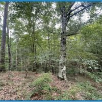 20 Acres in Copiah County in Hazlehurst MS images 4