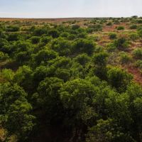 CBarJ Ranch 640 Acres Childress County images 5