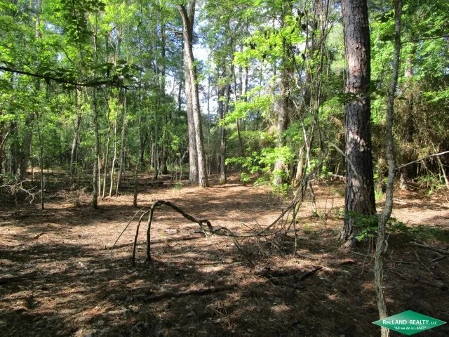 18 ac - Timberland with Home Site Potential featured image