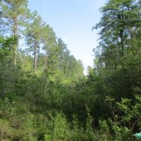 18 ac - Timberland with Home Site Potential images 2