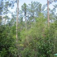 18 ac - Timberland with Home Site Potential images 3