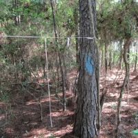 18 ac - Timberland with Home Site Potential images 4