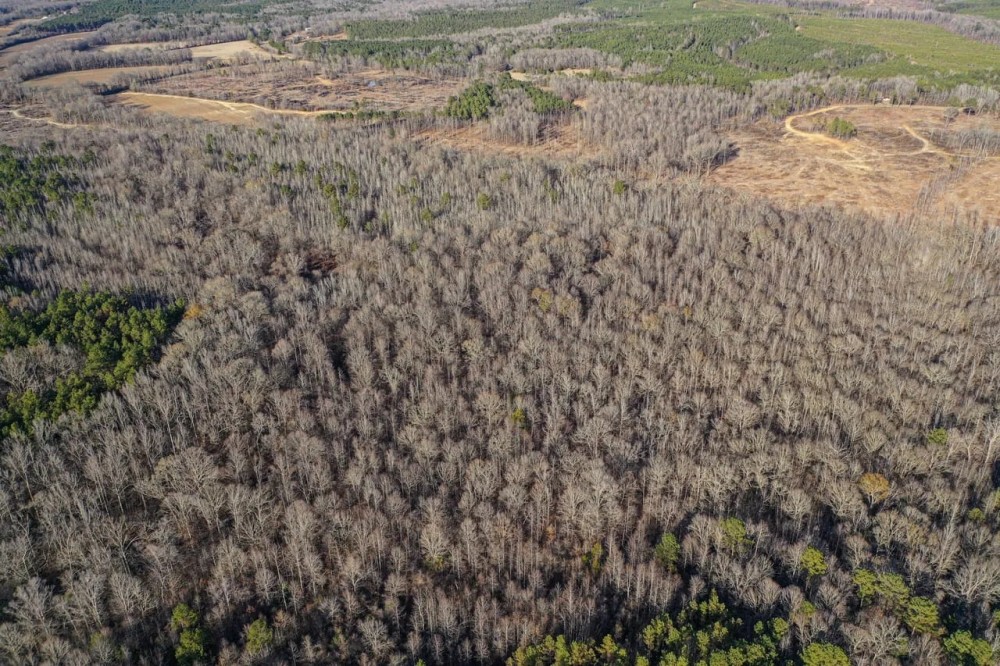 Webster County 177 Acre Hunting and Timber Investment featured image