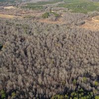 Webster County 177 Acre Hunting and Timber Investment